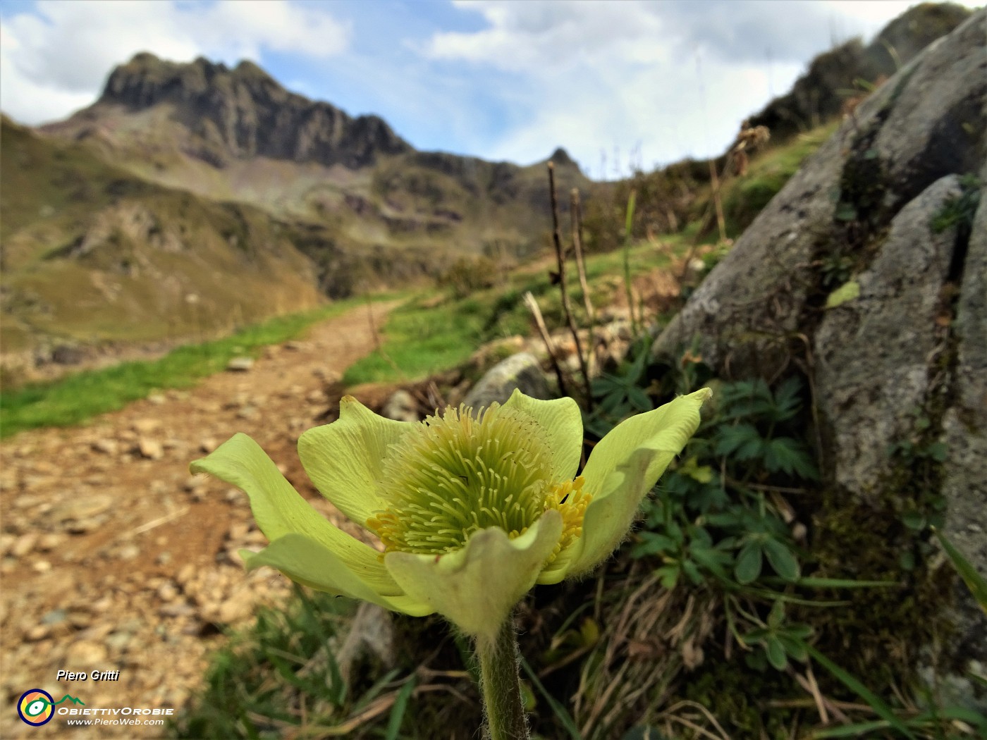 77 Pulsatilla alpina sulfurea  ...fuori stagione .JPG